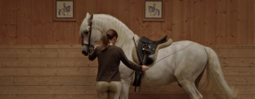 Bild Pferd und Reiter